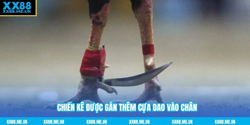 Chiến kê được gắn thêm cựa dao vào chân